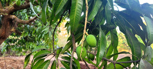 Aamrai Organic Alphonso Mangoes